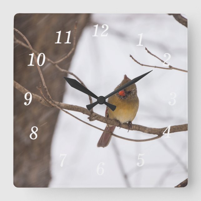 Snowing säger ännu en gång att kardinal Wall Clock Fyrkantig Klocka (Framsida)