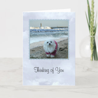 Snowlet the Maltese "Thinking You Card" Kort