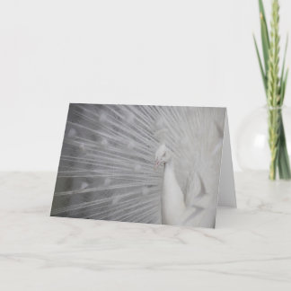 SnowPeacock Tack Kort