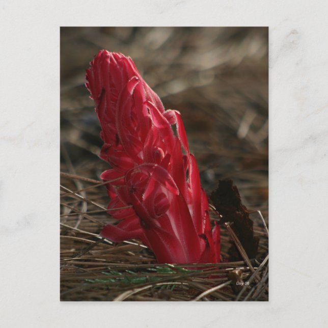 Snowplant Vykort (Framsida)