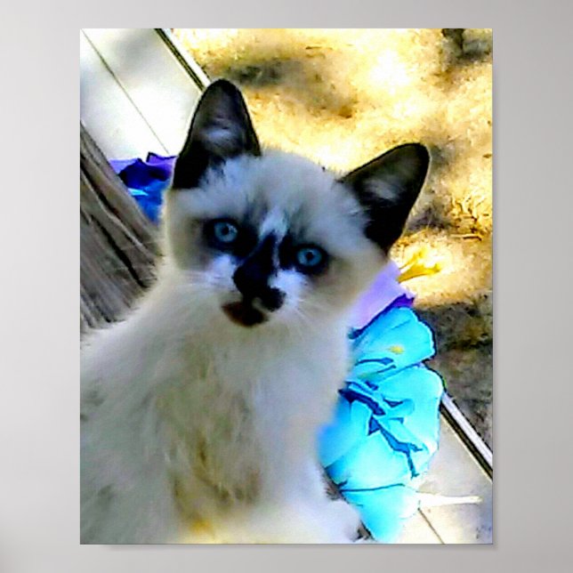 Snowshoe Cat Poster (Framsidan)