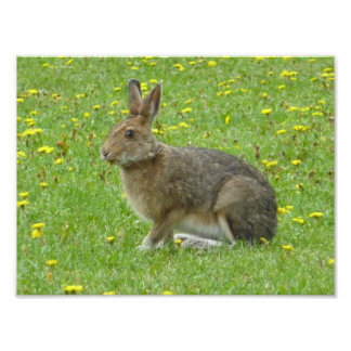 Snowshoe hare adores dandelions fototryck