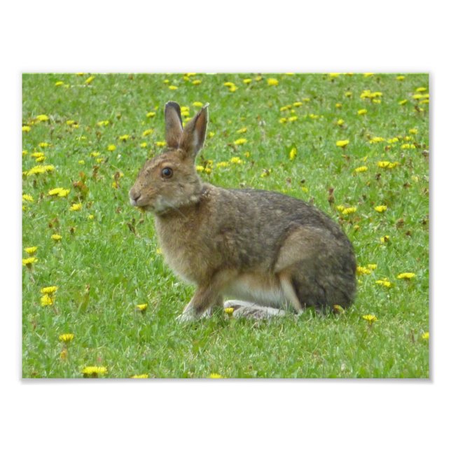 Snowshoe hare adores dandelions fototryck (Framsidan)