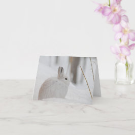 Snowshoe Hare i Snö Kort