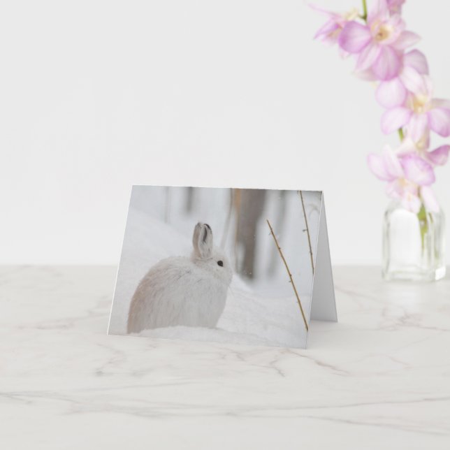 Snowshoe Hare i Snö Kort (Orkide)