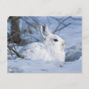 Snowshoe Hare Resting i Snö Helg Vykort
