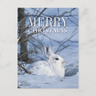 Snowshoe Hare Resting i Snö Helg Vykort