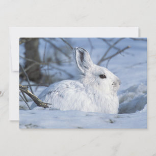 Snowshoe Hare Resting i Snö Julkort