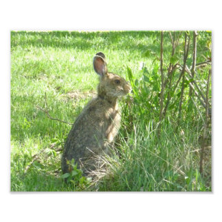 Snowshoe hare sitta upprätt fototryck