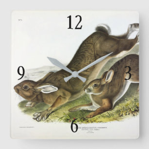 Snowshoe Hare, sommaren (Northern Hare) av Audubon Fyrkantig Klocka