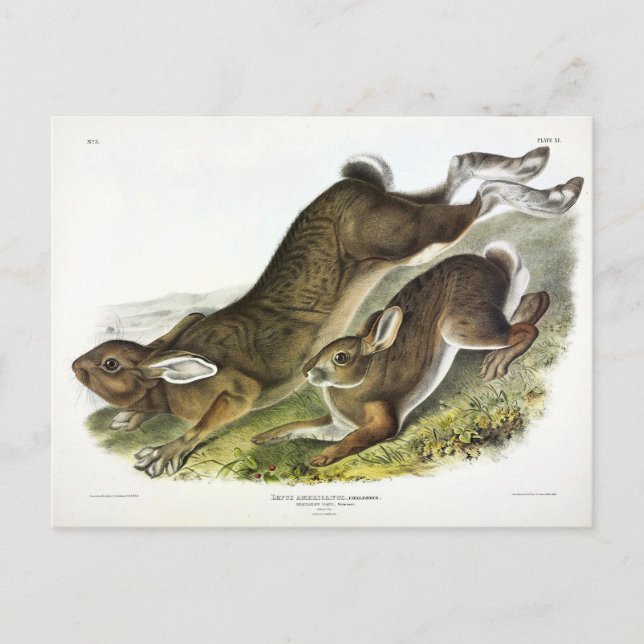 Snowshoe Hare, sommaren (Northern Hare) av Audubon Vykort (Framsida)