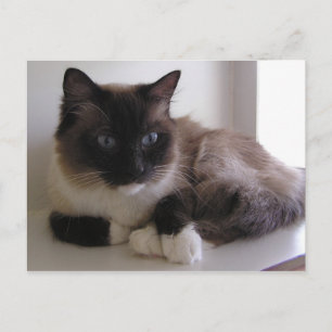 Snowshoe Vykort