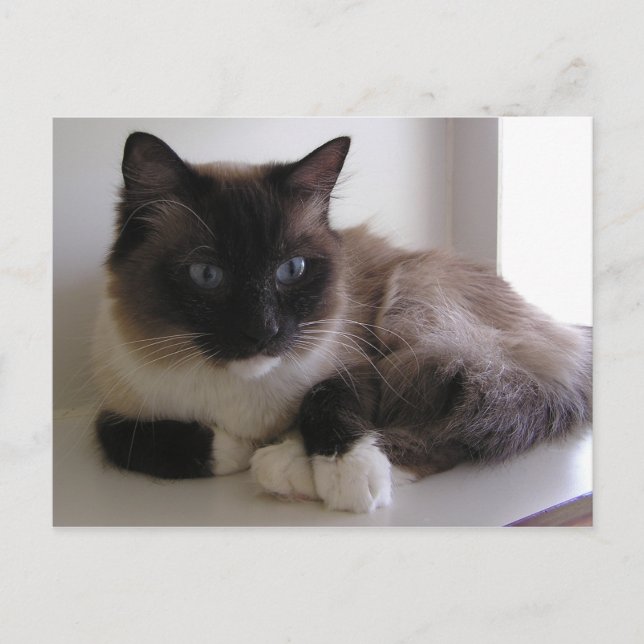 Snowshoe Vykort (Framsida)