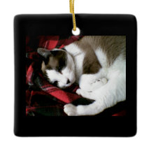 snowshoetartankattunge