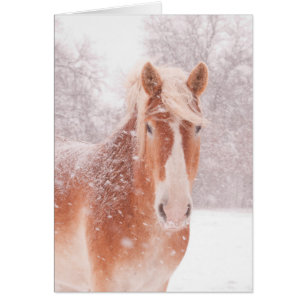 Snowy Belgium Draft Horse Hälsningskort