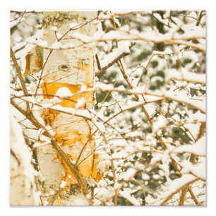 Snowy Birch Fototryck