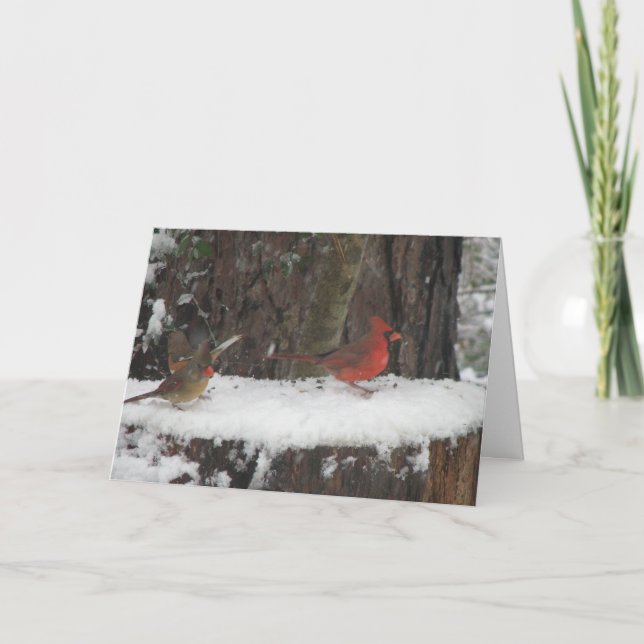 Snowy Cardinals och Towhe Helgkort (Framsida)