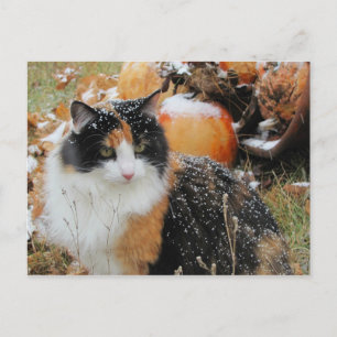 Snowy Cat Thinks Winter kommer Vykort