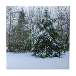 Snowy Cedars Kakelplatta