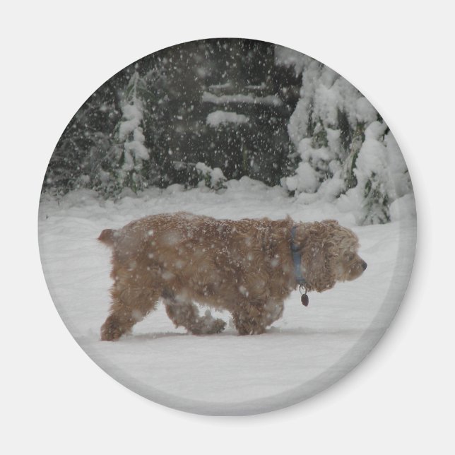 Snowy Cocker Spain Magnet (Framsidan)
