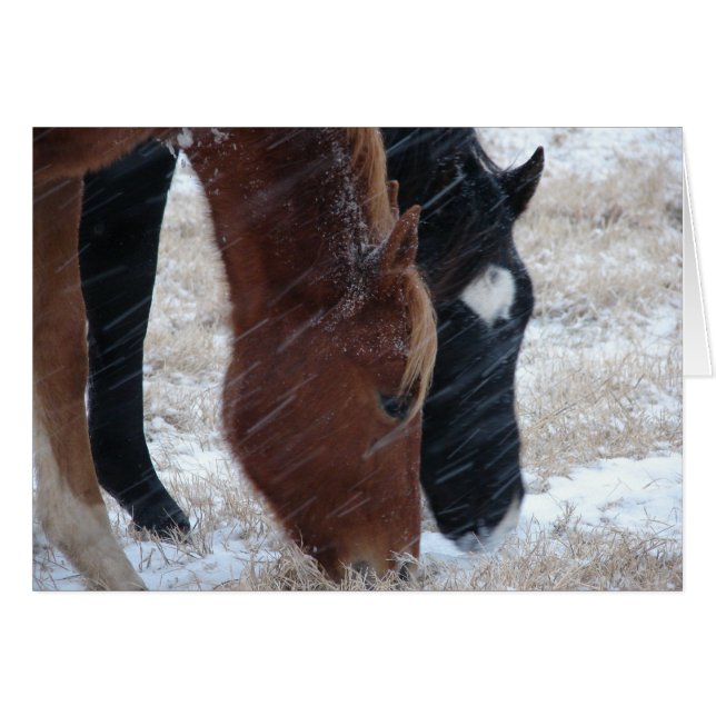 Snowy Eats Hälsningskort (Framsidan Horizontal)