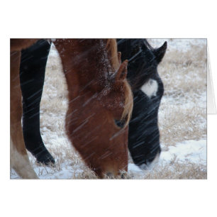 Snowy Eats Hälsningskort