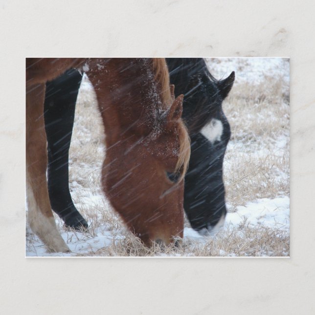 Snowy Eats Vykort (Framsida)