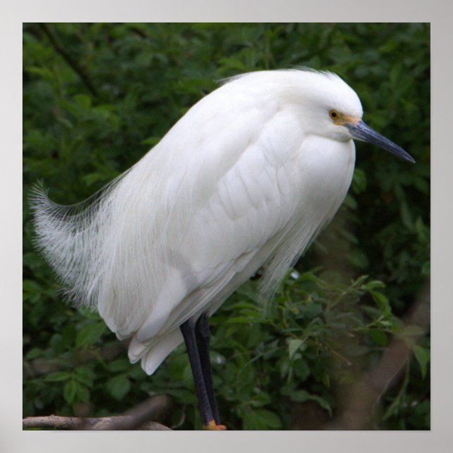 Snowy Egret Bird Photo Poster (Framsidan)