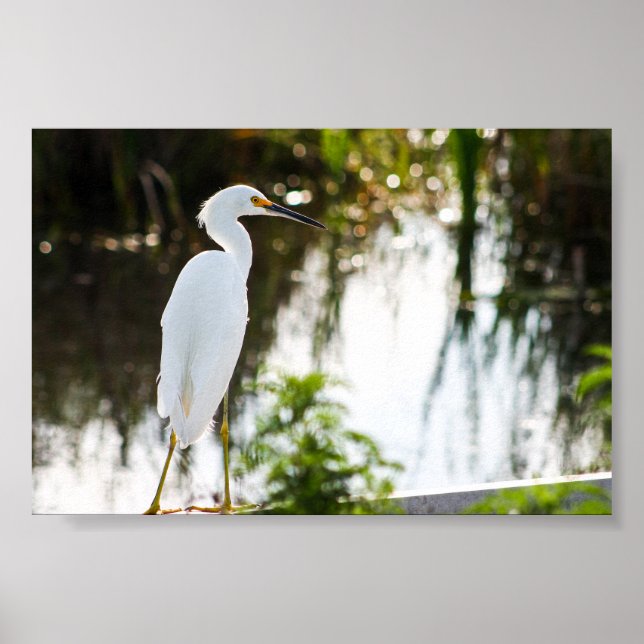 Snowy Egret Bird Photo Print Poster (Framsidan)
