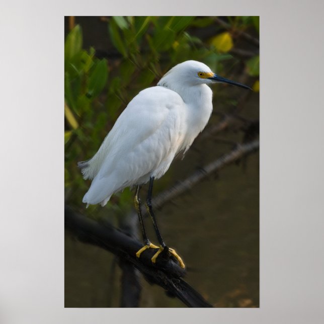 Snowy Egret Bird Poster (Framsidan)