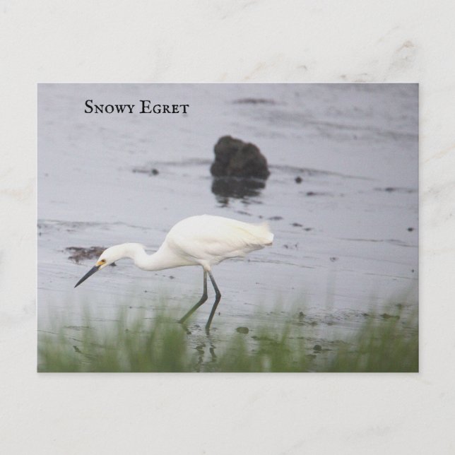 Snowy Egret Bird-vykort Helg Vykort (Framsida)