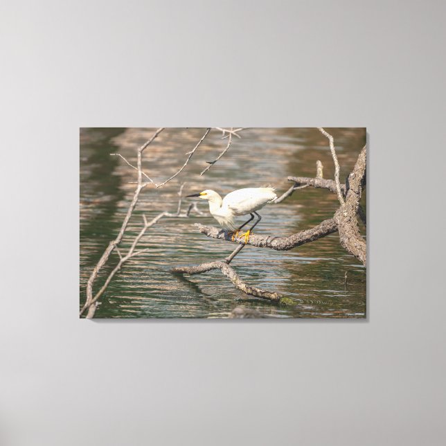 Snowy Egret Canvastryck (Framsida)