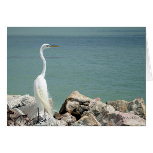Snowy Egret Card Hälsningskort