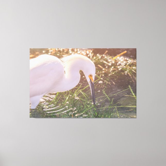 Snowy Egret Foraging i Vatten Canvastryck (Framsida)