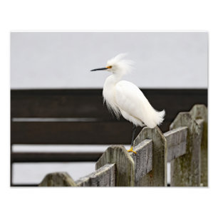 Snowy Egret Fototryck