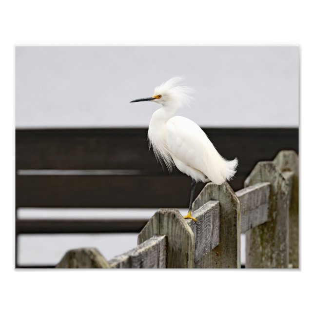 Snowy Egret Fototryck (Framsidan)