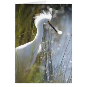 Snowy Egret Hälsningskort