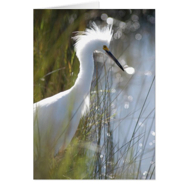 Snowy Egret Hälsningskort (Framsidan)