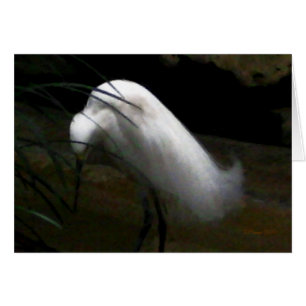 Snowy Egret Hälsningskort