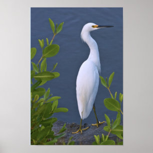 Snowy Egret i Marsh Poster