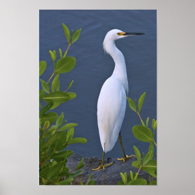 Snowy Egret i Marsh Poster (Framsidan)