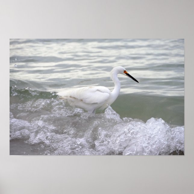 Snowy Egret i Surfan Poster (Framsidan)