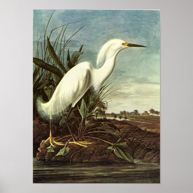 Snowy Egret, John James Audubon Poster (Framsidan)