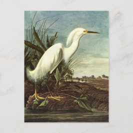 Snowy Egret, John James Audubon Vykort