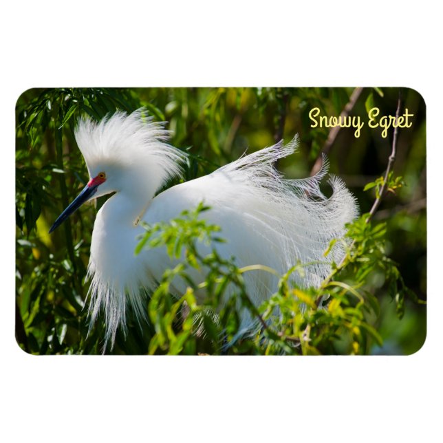 Snowy Egret Magnet (Horisontell)