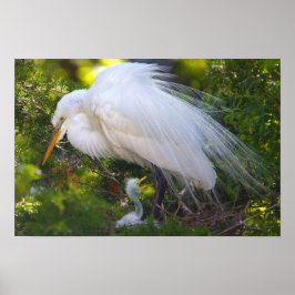 Snowy Egret med Baby Poster