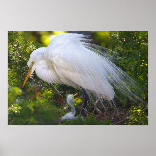 Snowy Egret med Baby Poster (Framsidan)