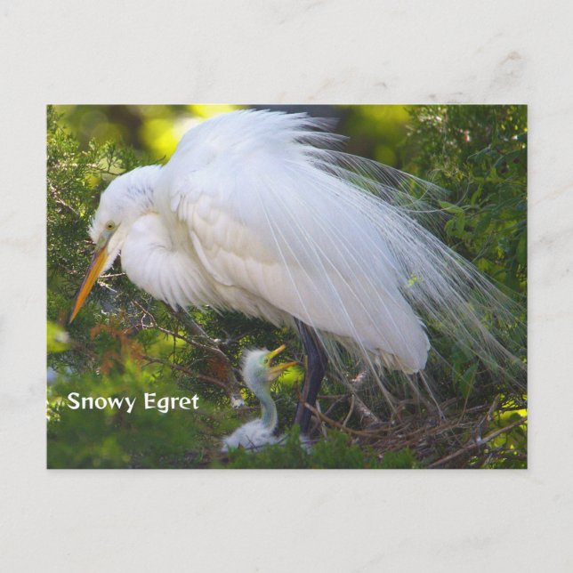 Snowy Egret med Baby vykort (Framsida)