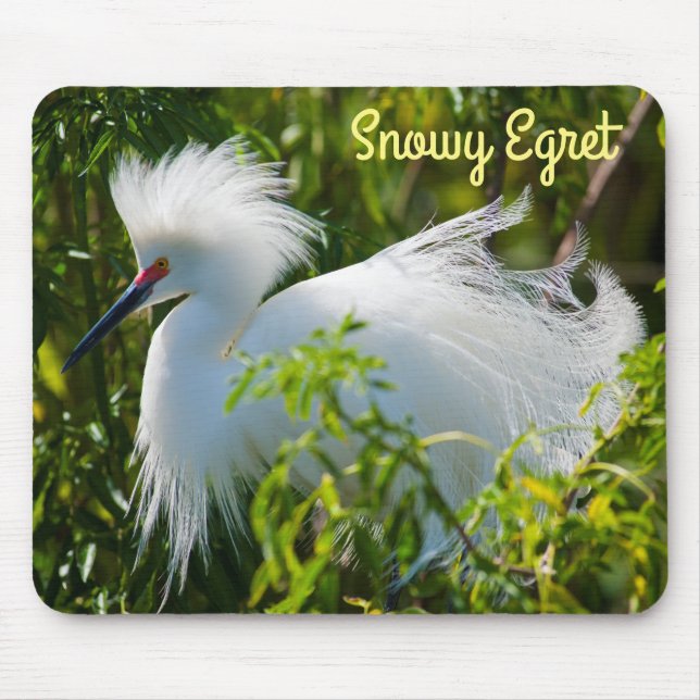 Snowy Egret Musmatta (Framsidan)