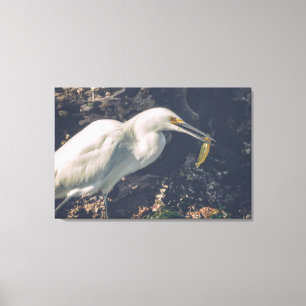 Snowy Egret och dess fångst Canvastryck